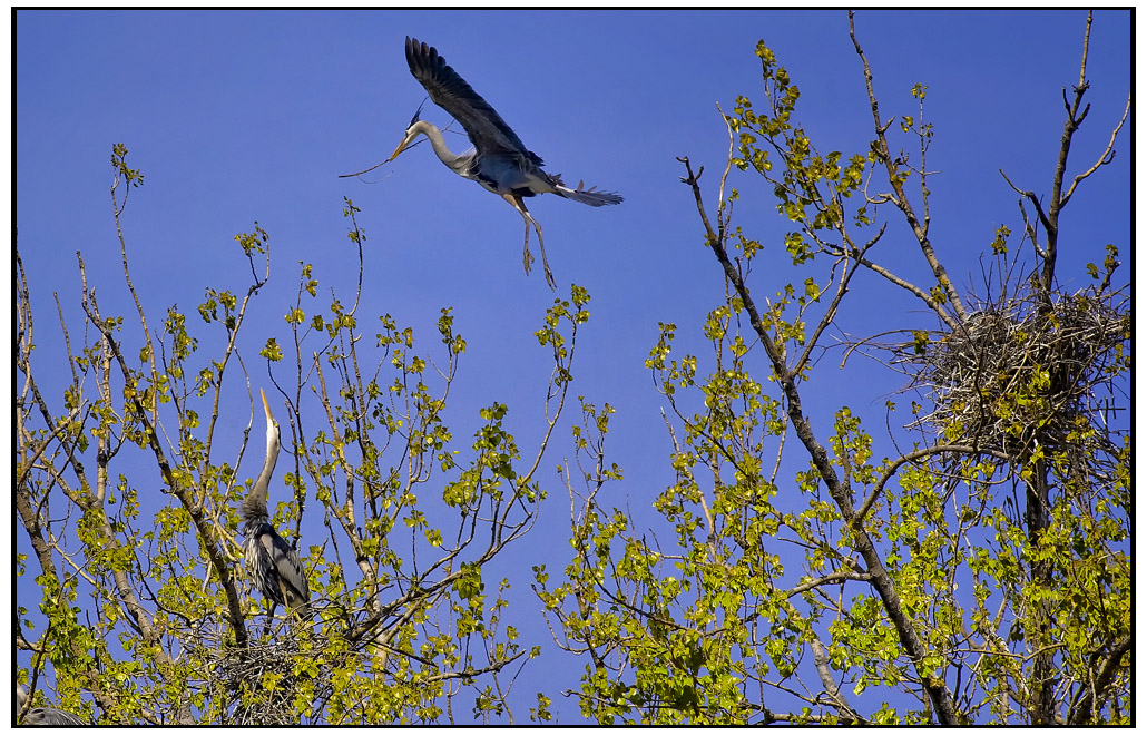 heron